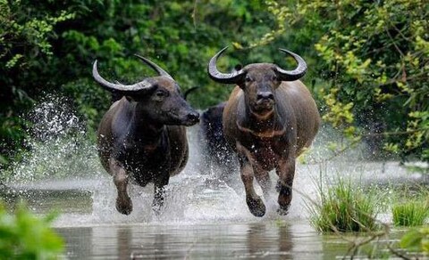 Indravati National Park